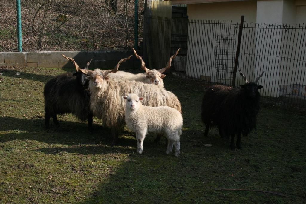 Maison d'hôtes Malomdulo Farmhaz à Pilisborosjenő Extérieur photo